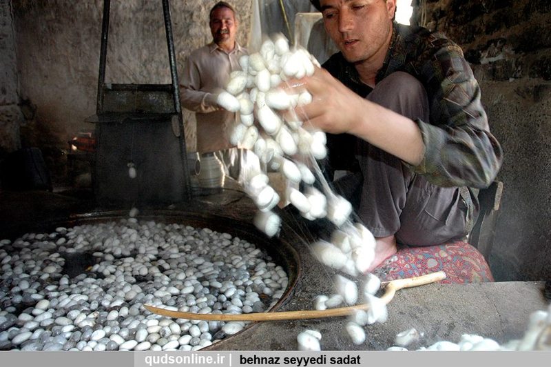 silk577326_10151461427539362_333254410_n_zps98f8a622.jpg