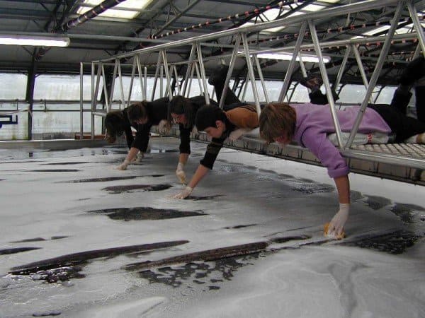 Washing-the-Ardabil-Carpet.JPG